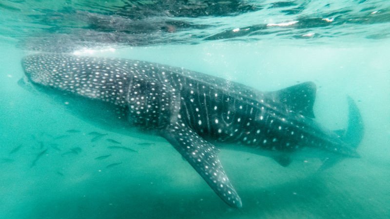 whale shark